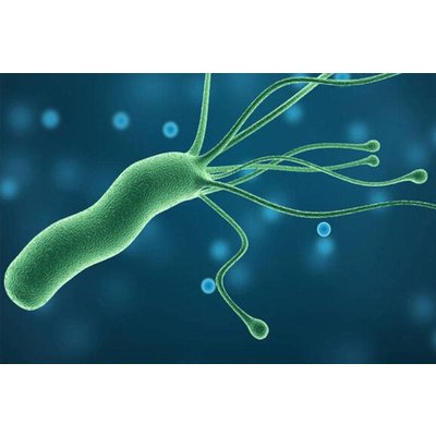 Helicobacter pylori тісно пов'язаний із ССЗ